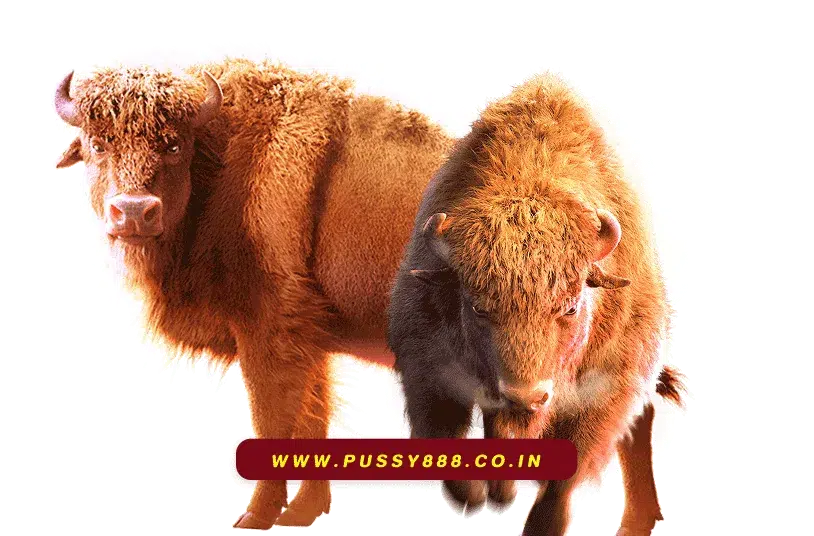 สล็อต พุชชี่888 